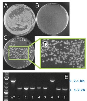  Deletion in one of four novel W3110 E. coli strains engineered yields “fuzzy” colony phenotype characteristic of deletions at this locus (left).