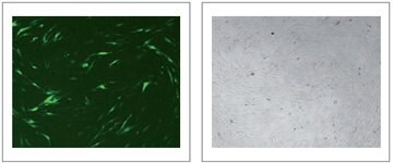 X-tremeGENE™ HP试剂可高效转染人原代成纤维细胞