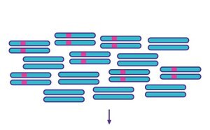 PCR Amplification