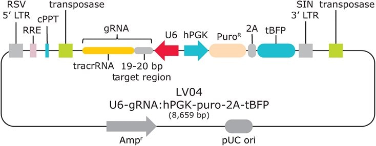 Sanger Lentiviral CRISPR vector schematic (LV04)