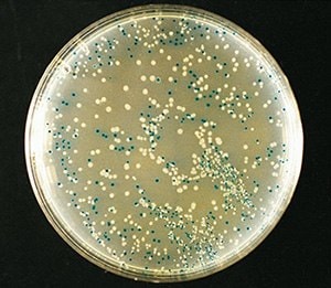 Blue-white color selection of recombinant bacteria using X-gal.