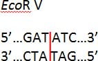 Blunt ends generated by EcoR V