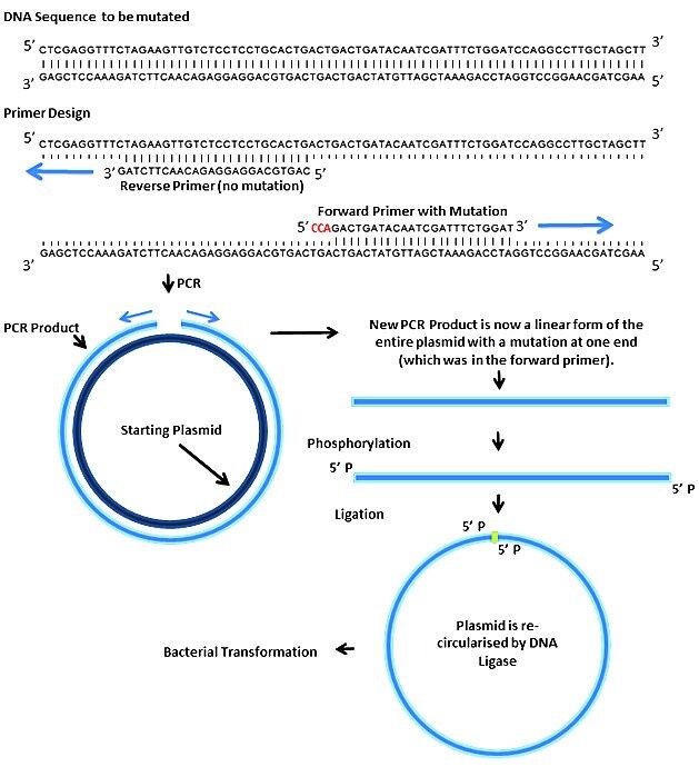 mutagenesis 诱变