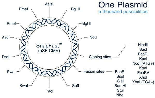 SnapFast plasmid system
