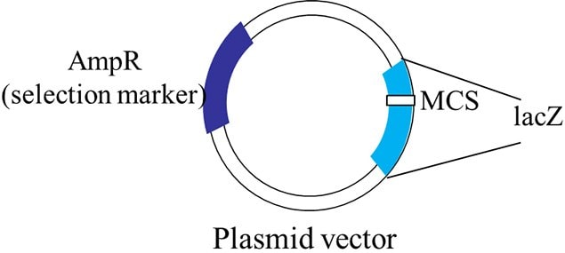 A schematic representation of a typical plasmid vector that can be used for blue-white screening.