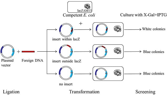 A schematic representation of a typical blue-white screening procedure.