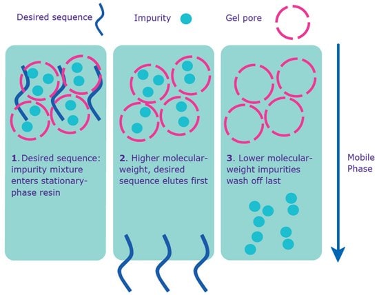 Separation via gel filtration.