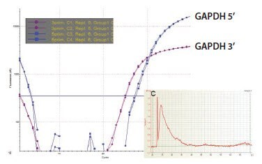 样品C的GAPDH 3&rsquo;/5&rsquo;多重测定。
