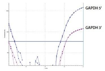 样品D的GAPDH 3&rsquo;/5&rsquo;多重测定