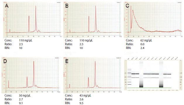 Agilent 2100 BioAnalyzer Analysis of RNA Samples A–E