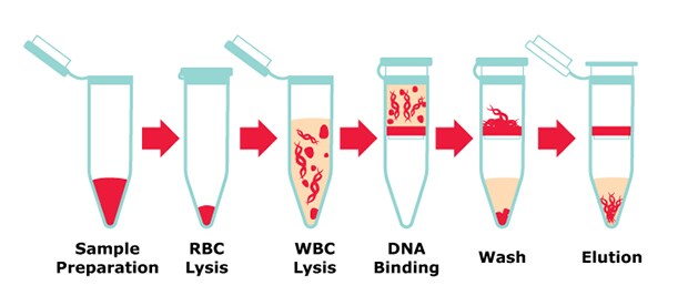 Microcentrifuge tubes showing workflow steps for extracting DNA from whole blood starting from sample prep through elution 