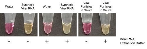 Viral RNA Extraction Buffer coupled with LAMP