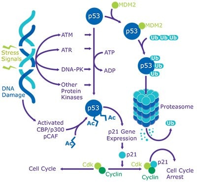 p53: DNA Damage Response and Cancer