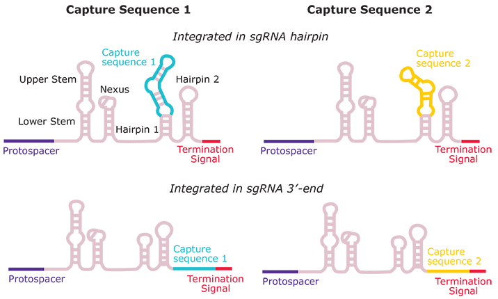 CRISPRi Feature Barcode technology Optimization Kit