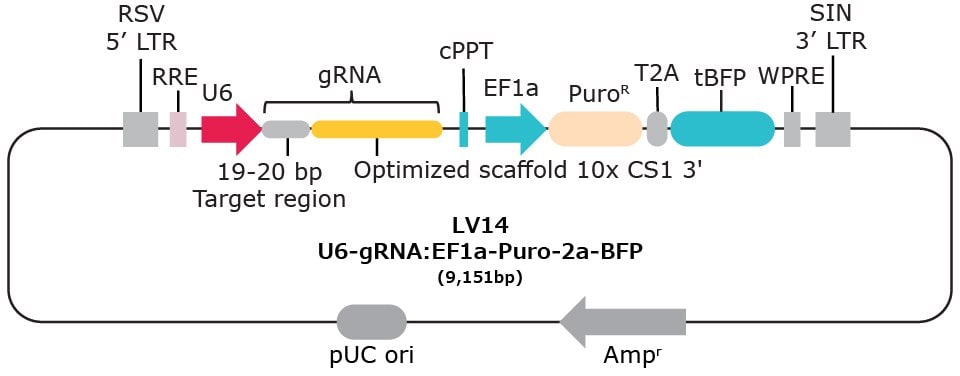10x single cell compatible gRNA vector with capture sequence
