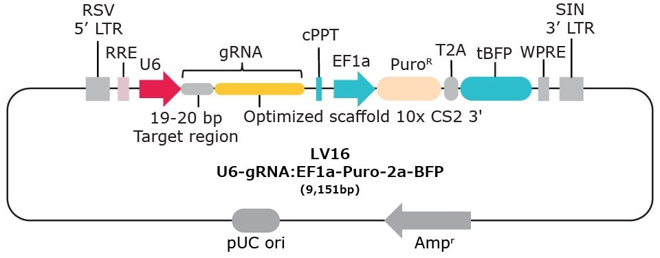 10x single cell compatible gRNA vector with capture sequence