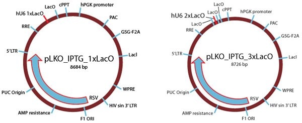 Inducible shRNA Vectors Inducible shRNA References