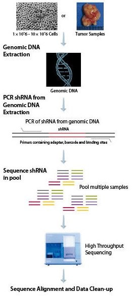 Deconvolution workflow Deconvolution workflow