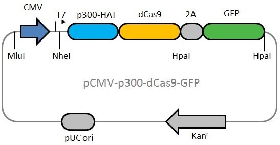 dCas9p300融合蛋白