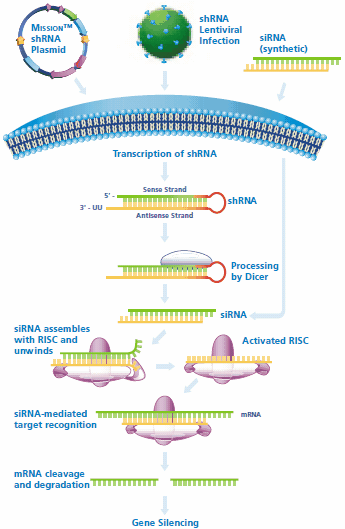 shRNA and siRNA mediated gene silencing.