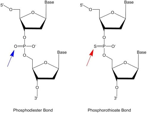 Phosphodiester and phosphorothioate internucleotide linkages