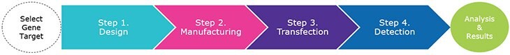 The siRNA workflow. From designs with bioinformatic tools to detection via qPCR, we support RNAi experiments from start to finish. The siRNA workflow.