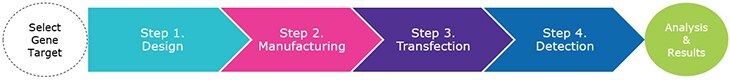 The siRNA workflow.