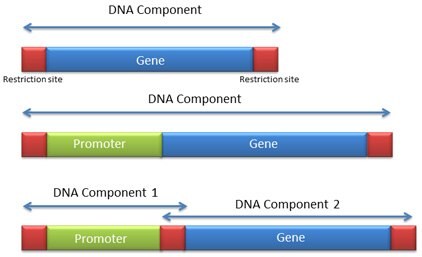 DNA Component