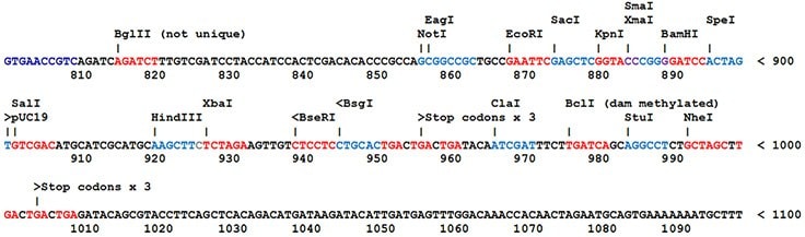 Most SnapFast plasmids