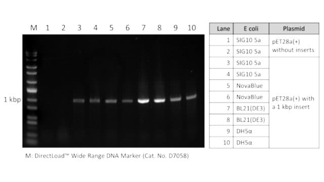 Agarose gel of <i>E. coli</i> colony PCR products Colony PCR of a 1 kbp insert from from an <i>E. coli</i> colony was performed using REDExtract-N-Amp™ PCR ReadyMix™.