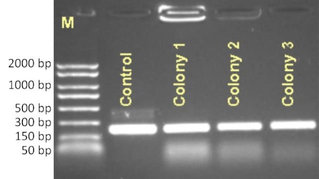 Agarose gel of <i>S. pombe</i> colony PCR products Colony PCR of a 1 kbp insert was performed using REDExtract-N-Amp™ PCR ReadyMix™ and analyzed on a 1% agarose gel. Products were detected from all transformed cells containing pET28a(+) with inserts (samples 3-10), while no product was amplified from cells transformed with pET28a(+) empty vector (samples 1-2).