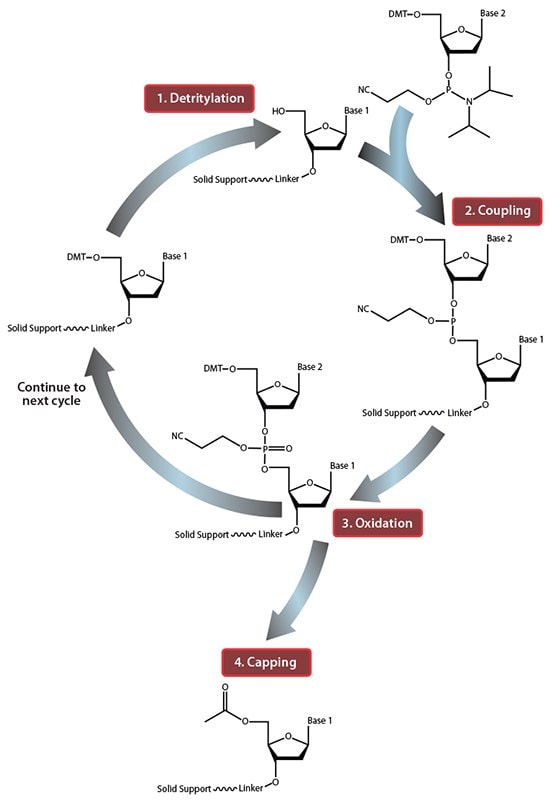 固相寡核苷酸合成循环一览