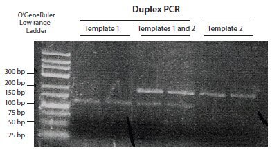An example of conventional PCR products resolved through an agarose gel stained with ethidium bromide. A duplex PCR was run to detect 2 targets simultaneously, each differing in size. Both fragments can be seen as distinct bands (image courtesy of Marion Grieβl).
