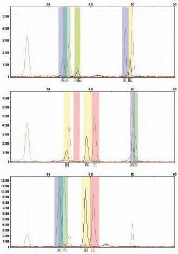 Example Snapshot Analyses of PCR Products