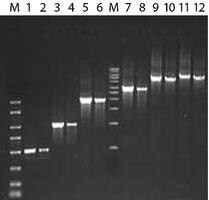 Lambda Phage Amplification