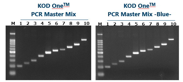 Fast PCR: Amplification time using very short cycling conditions