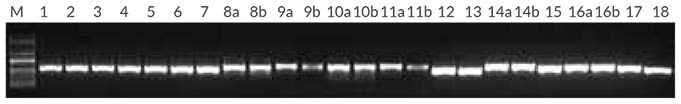 Figure 2. Plant PCR with purified DNA from 18 sample types