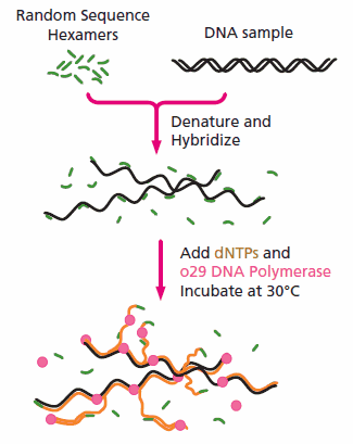 Multiple Strand Displacement (MSD)