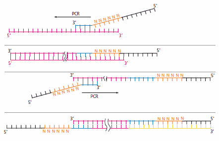 Degenerative Oligonucleotide Primer PCR Mechanism