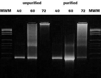 Effect of excessive cycling on impure and pure templates.