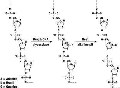 Removal of contaminating U-DNA with uracil-DNA glycosylase.