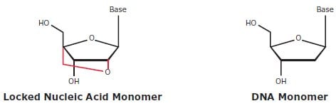 Comparison of LNA and DNA nucleotide structures