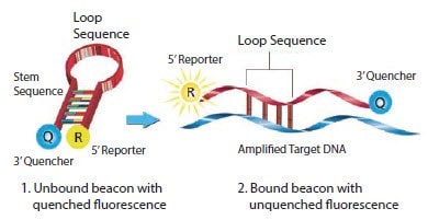 Mechanism of Molecular Beacons