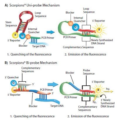 Mechanism of Scorpions® Probes