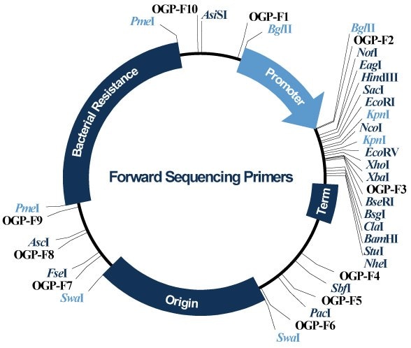 Forward Sequencing Primers