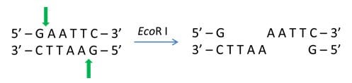 Cohesive 5' ends generated by EcoR I