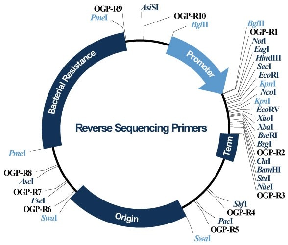 Reverse Sequencing Primers