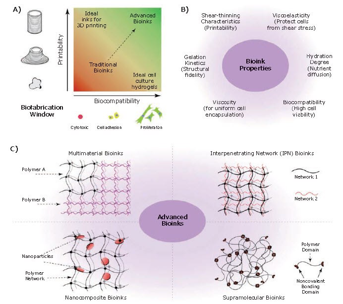Bioinks for 3D bioprinting. A) Rational approach for designing bioinks requires considering both printability and biocompatibility. B) Properties of an ideal bioink. C) Classification of advanced bioinks into four major groups. Reproduced with permission from reference 5, copyright 2016 Springer Nature.