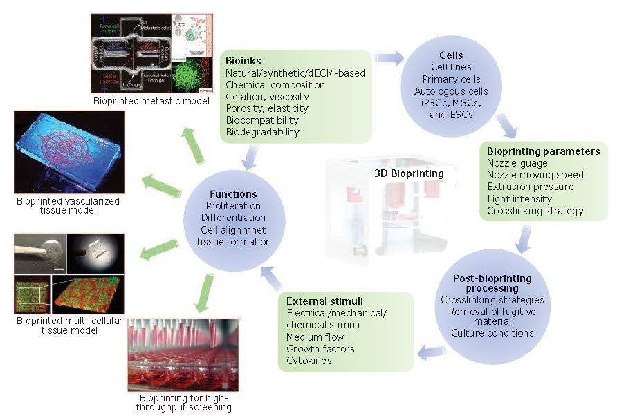The essential components and applications of 3D bioprinting.
