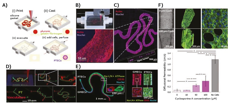 Application of 3D-bioprinted tissue models in drug testing